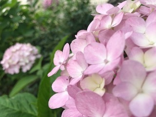 IMG_4729.JPG